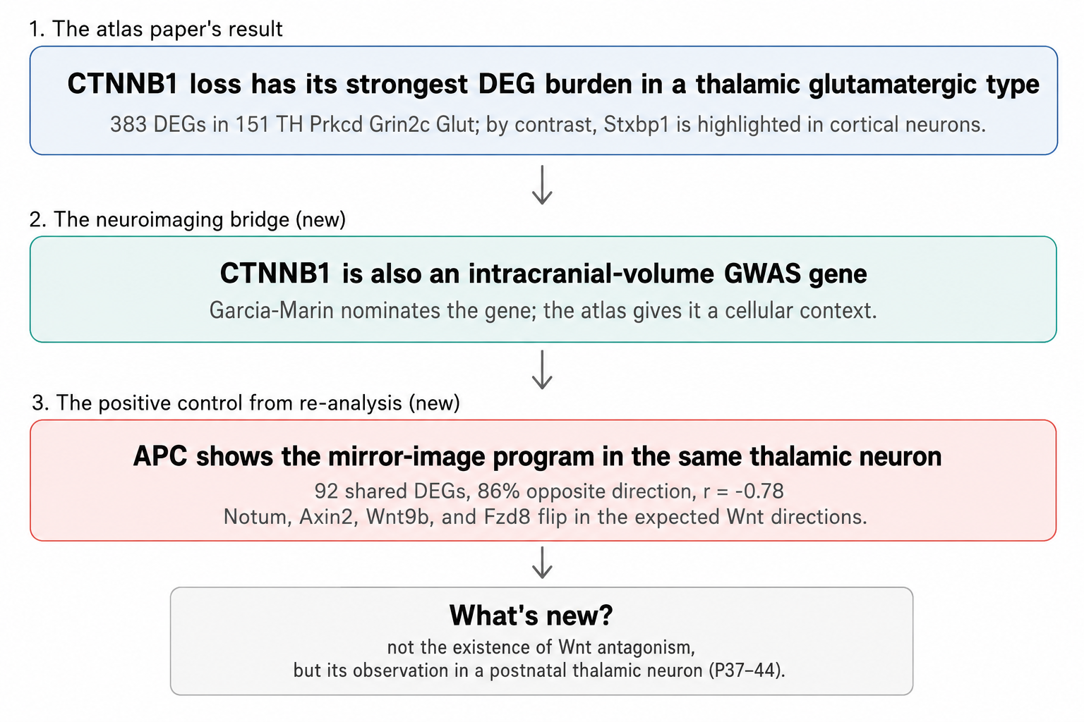 CTNNB1 through-line: paper result, neuroimaging bridge, APC positive control