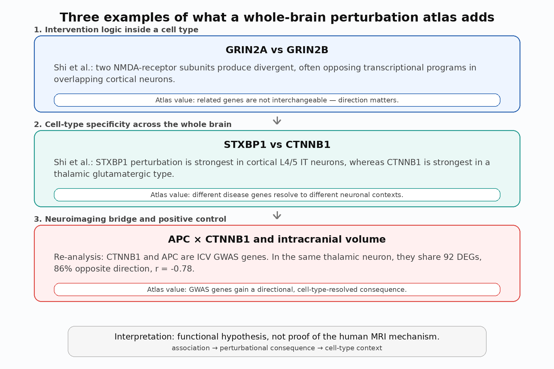 Three-layer bridge from Shi atlas examples to APC CTNNB1 neuroimaging result
